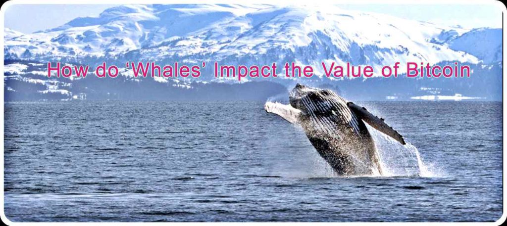 CRYPTONEWSBYTES.COM How-do-‘Whales’-Impact-the-Value-of-Bitcoin-1024x457 How do ‘Whales’ Impact the Value of Bitcoin  