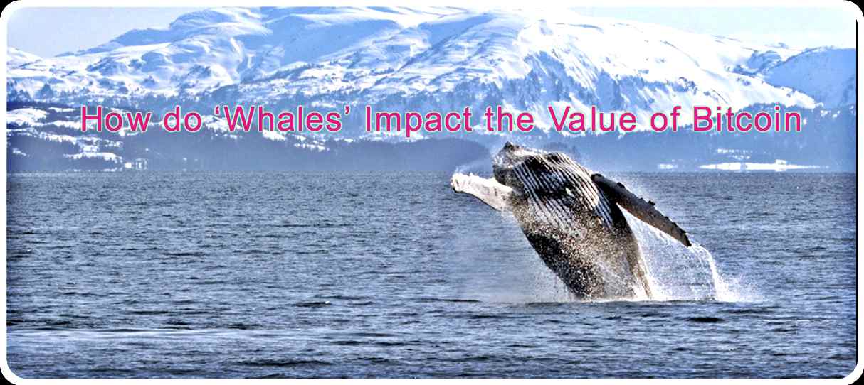 CRYPTONEWSBYTES.COM How-do-‘Whales’-Impact-the-Value-of-Bitcoin How do ‘Whales’ Impact the Value of Bitcoin  