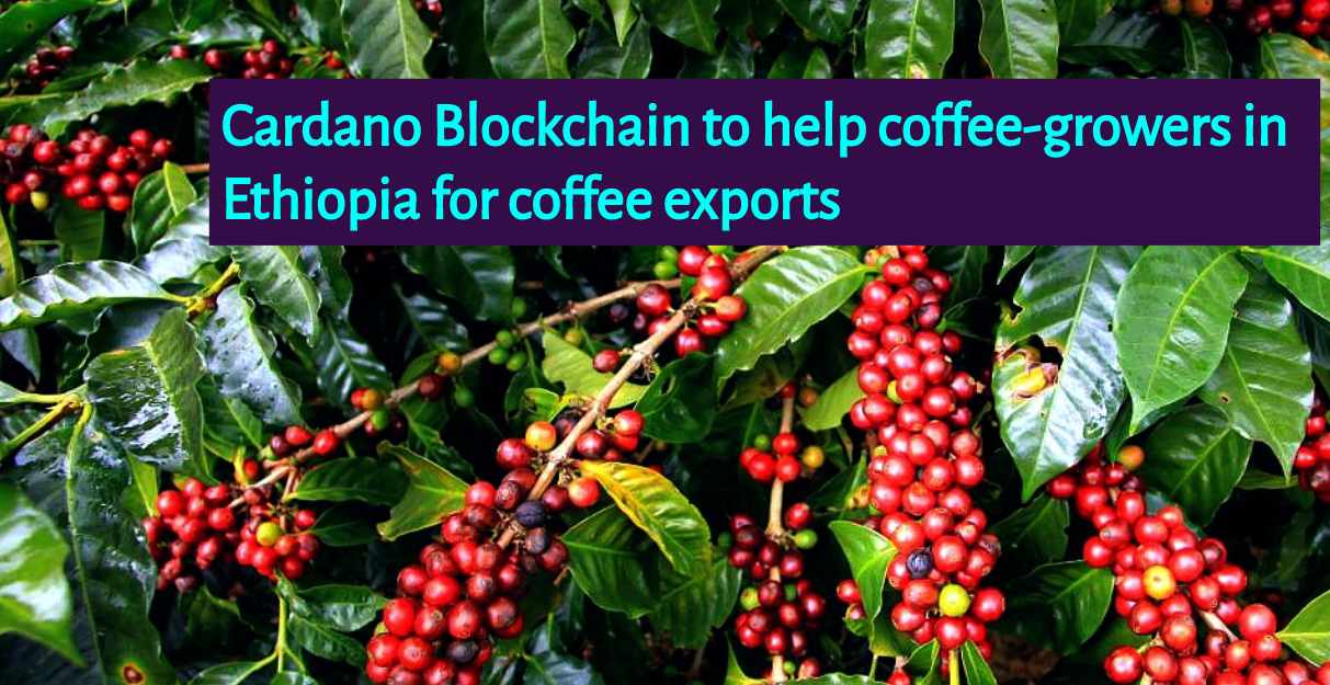 CRYPTONEWSBYTES.COM Cardano-Blockchain-to-help-coffee-growers-in-Ethiopia-for-coffee-export Cardano Blockchain to help coffee-growers in Ethiopia for coffee export  