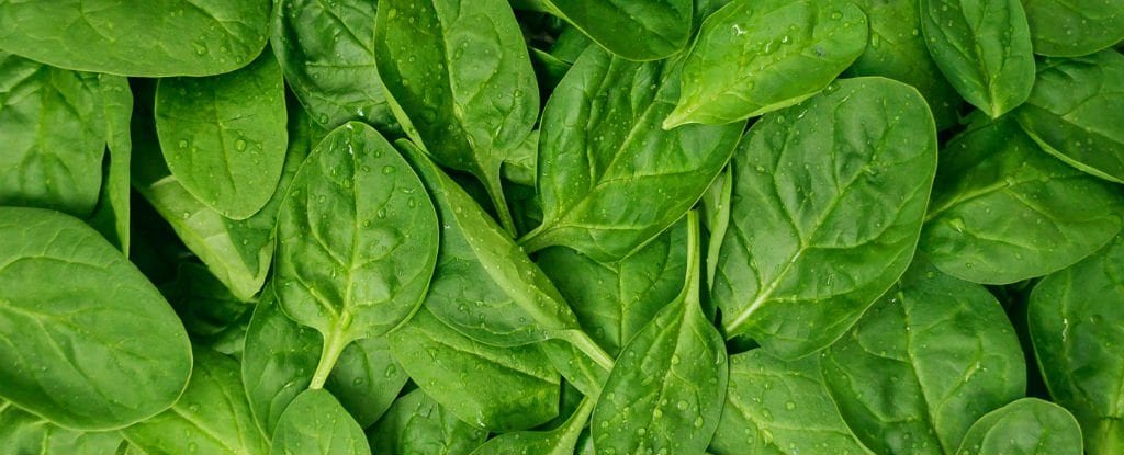CRYPTONEWSBYTES.COM spinach-leaves_1024-1024x415 The US FDA Looks to Blockchain to Enhance Food Security  