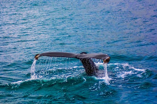 CRYPTONEWSBYTES.COM pexels-photo-417196 Whale Action is Behind BTC's Sudden Drop in Price?  