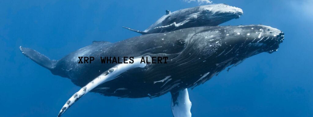 CRYPTONEWSBYTES.COM Whale-XRP-1024x384 This Crypto Whale Spent over $13 Million on Meme Coins, and now He lost Millions of them  