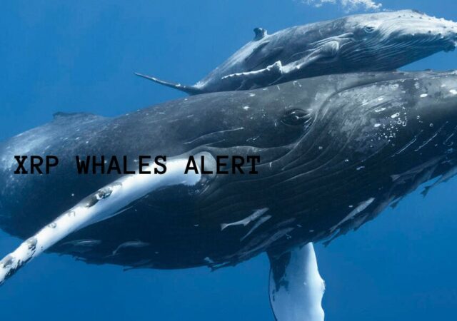 CRYPTONEWSBYTES.COM Whale-XRP-640x450 This Crypto Whale Spent over $13 Million on Meme Coins, and now He lost Millions of them  