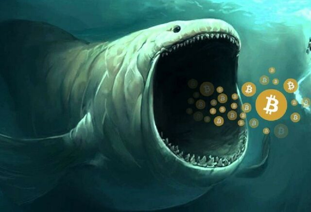 CRYPTONEWSBYTES.COM bitcoin-whales-640x437 The Bitcoin Whales: Dive into the World of some of the Largest BTC Holders  