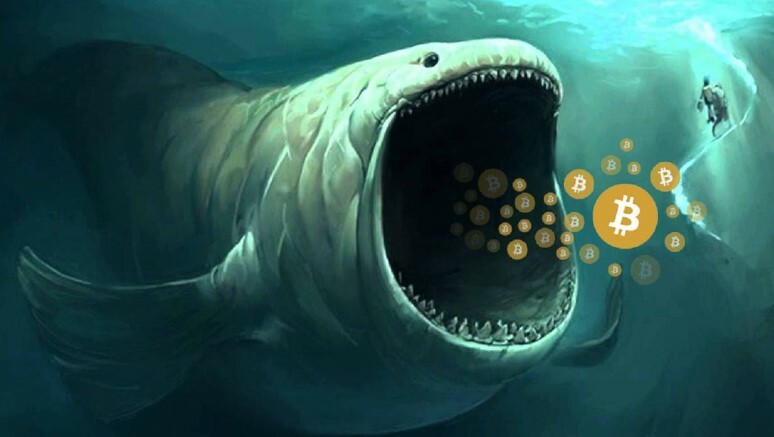 CRYPTONEWSBYTES.COM bitcoin-whales The Bitcoin Whales: Dive into the World of some of the Largest BTC Holders  